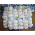 Factory Supply Pure White Garlic